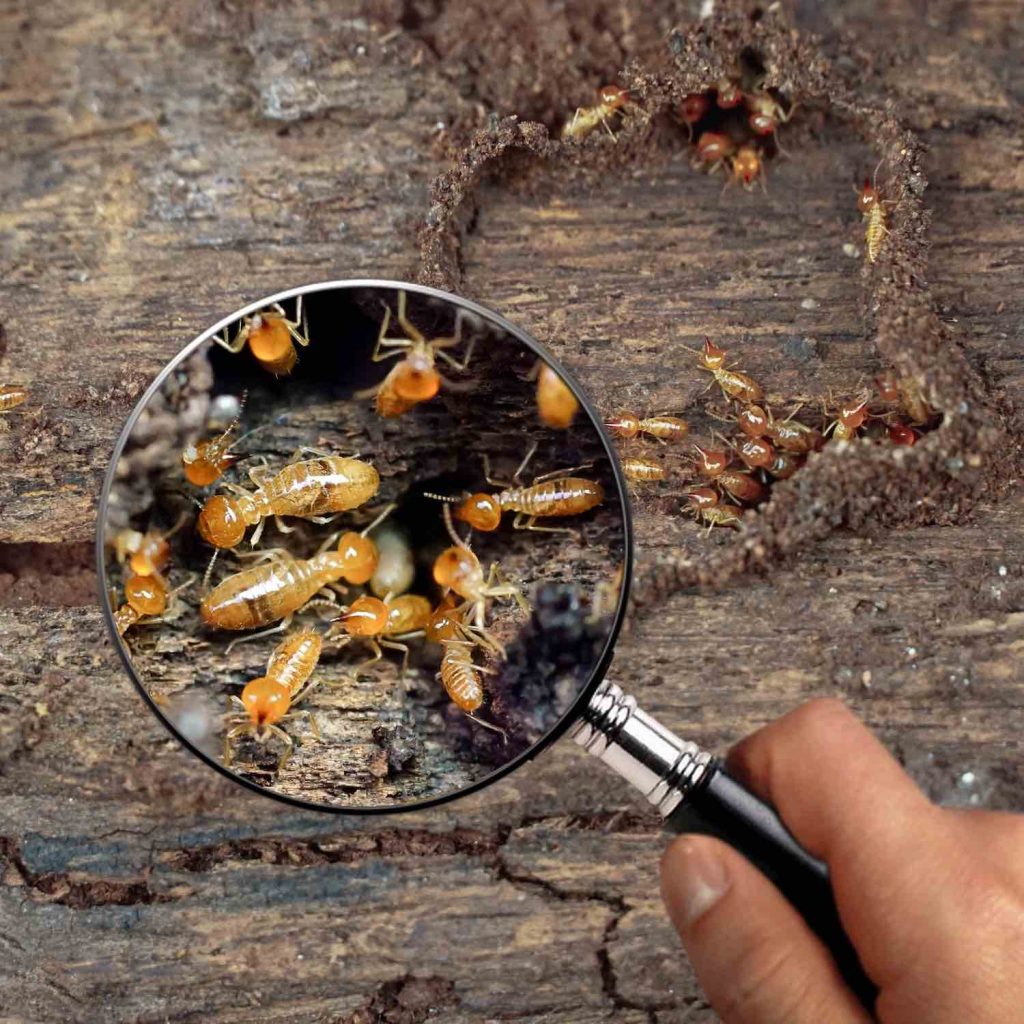 Diagnostic Termite, RL Détection, La Réunion 974