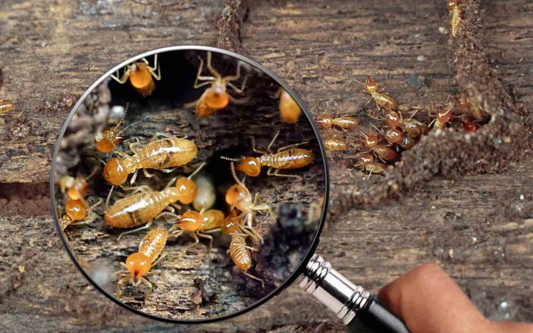 Qui contacter pour réaliser un diagnostic de termites à La Réunion (97400) ?